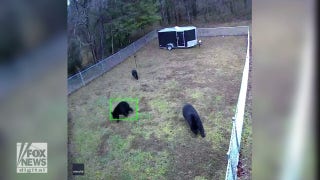 Feisty dog in North Carolina chases after three bears in its backyard - Fox News