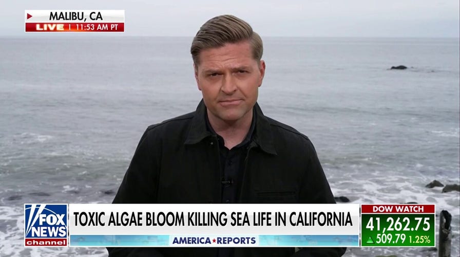 Toxic algae bloom devastates marine life along California coast