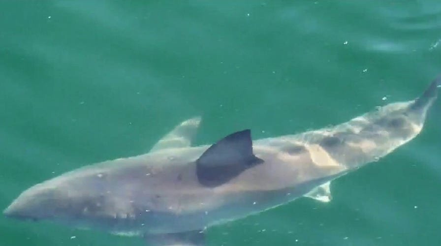 Shark expert on new sightings prompting beach closures in New York