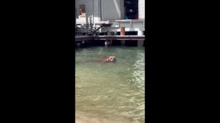 Bear caught on video enjoying a swim at Lake Tahoe - Fox News