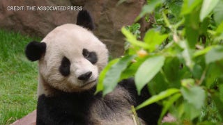 See the San Diego Zoo's new giant panda bears in action - Fox News