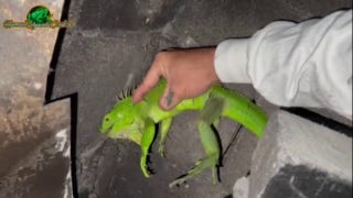 Iguana removed from Florida fireplace: 'Let's see what happens' - Fox News