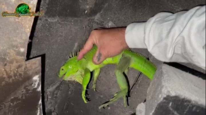 Iguana removed from Florida fireplace: 'Let's see what happens'