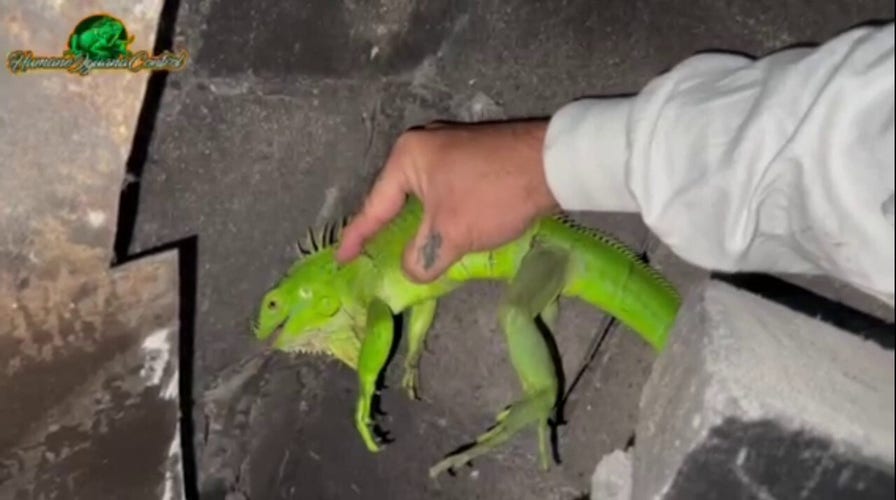 Iguana removed from Florida fireplace: 'Let's see what happens'