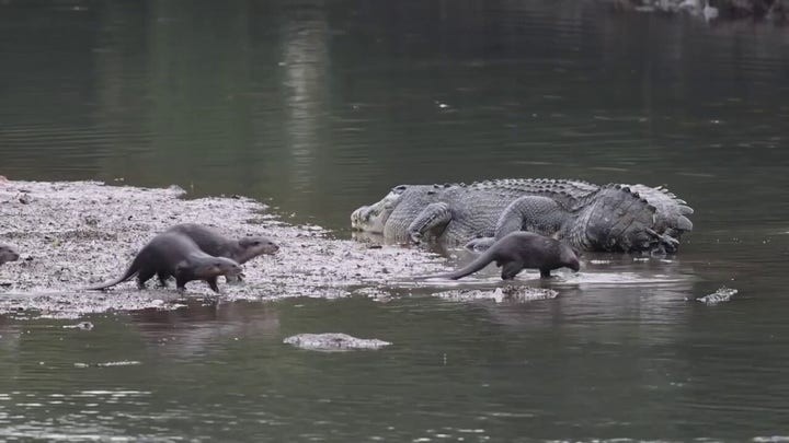 Otters tease a feisty crocodile that lost its tail — watch what happens