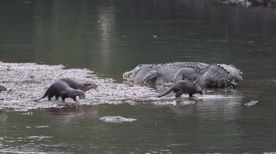 Poking the bear! Otters tease a feisty crocodile that lost its tail — watch what happens
