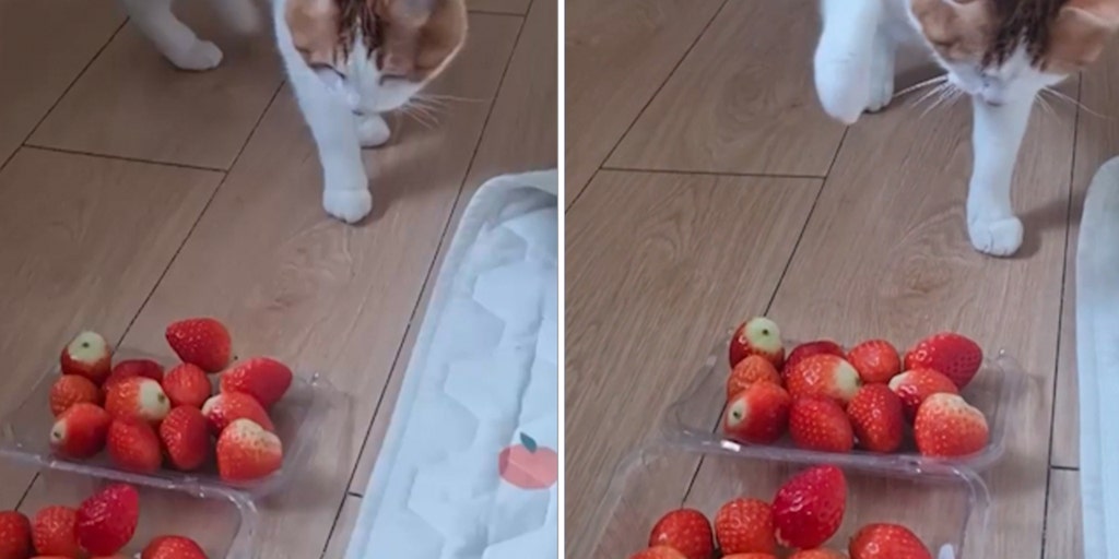 Cat becomes fixated on a strawberry and swats it away in a playful moment