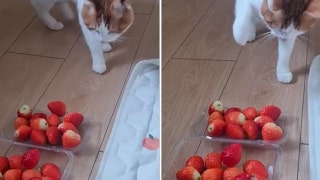 Cat becomes fixated on a strawberry and swats it away in a playful moment