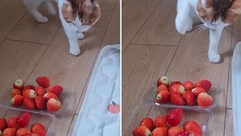 Cat becomes fixated on a strawberry and swats it away in a playful moment