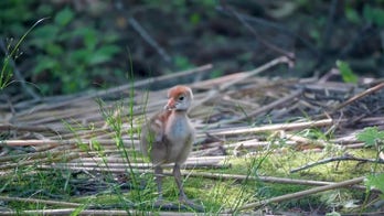 Threatened bird debuts at popular New York zoo