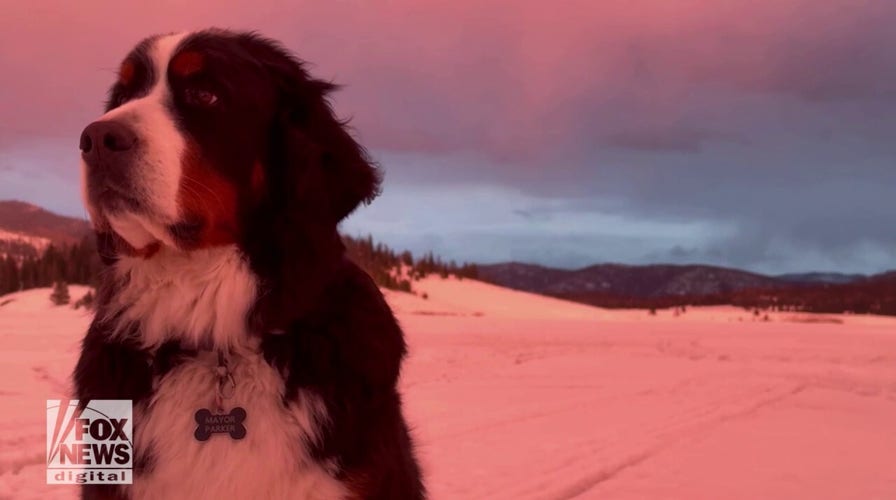 Parker the Snow Dog enjoys Colorado sunset