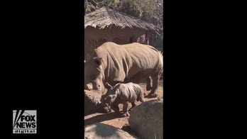 SEE IT: Rare white rhino is welcomed at Chilean zoo