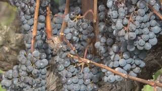Tariffs push U.S. wine industry into uncertain territory