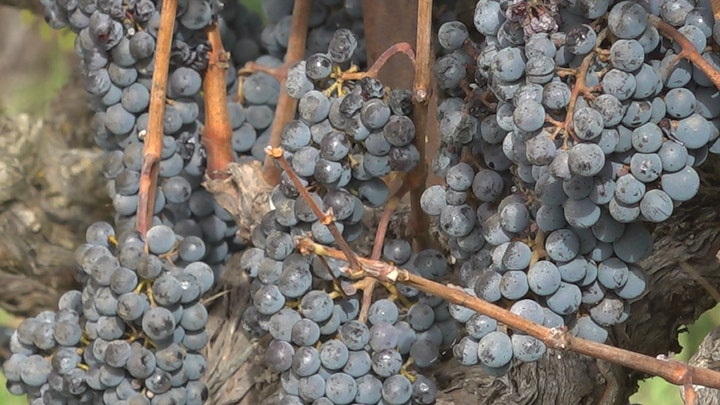 Tariffs push U.S. wine industry into uncertain territory