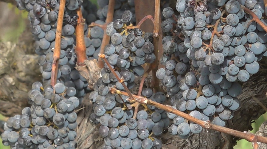 Tariffs push U.S. wine industry into uncertain territory