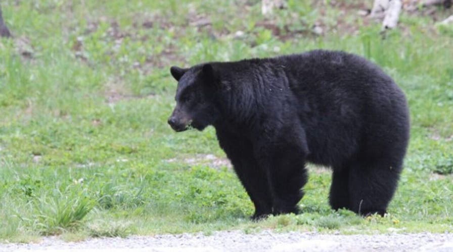 Canada bear kills woman as son witnesses