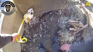 State patrol saves lost pup along busy interstate after roadside response.mp4