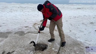 Indiana firemen rescue Canada goose frozen in wet sand along Lake Michigan shore - Fox News