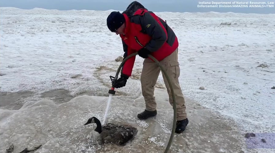 Indiana firemen rescue Canada goose frozen in wet sand along Lake Michigan shore