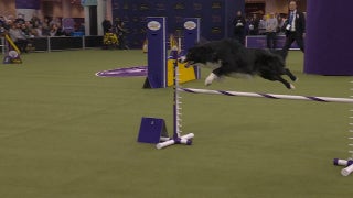 Prove-it the Border Collie wins 20" class at Masters Agility Championship | Westminster