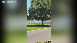 Bees swarm White House North Lawn