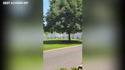 Bees swarm White House North Lawn
