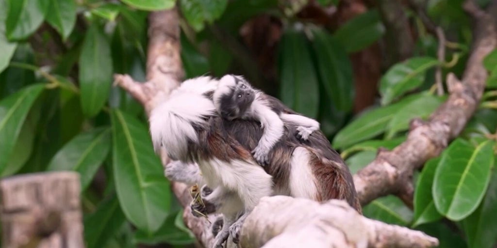 Critically endangered animals born at zoo, seen clinging to parents