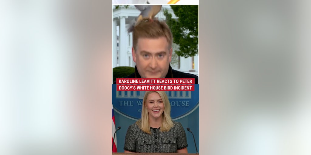 Karoline reacts to Peter Doocy's bird incident | Fox News Video