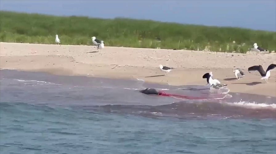 WATCH: Sharks churn the waters off the coast of Nantucket