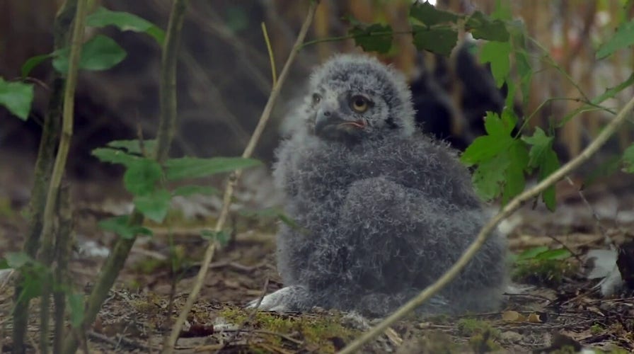 Rare baby owls explore their Oregon Zoo habitat
