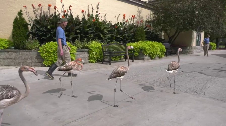 Young flamingos join local zoo for the first time in over 25 years