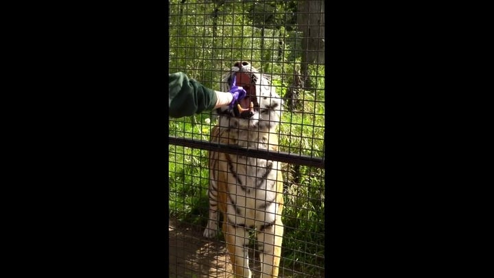 Tiger gets teeth checked: 'Open wide!' 