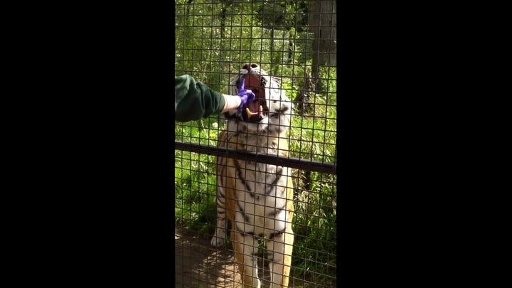 Tiger gets teeth checked: 'Open wide!' 