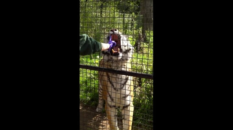 Tiger gets teeth checked: 'Open wide!' 