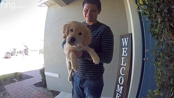 Puppy says ‘hello’ to owner through video doorbell