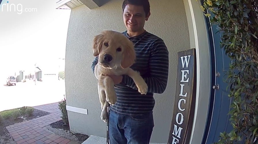 Puppy says ‘hello’ to owner through video doorbell