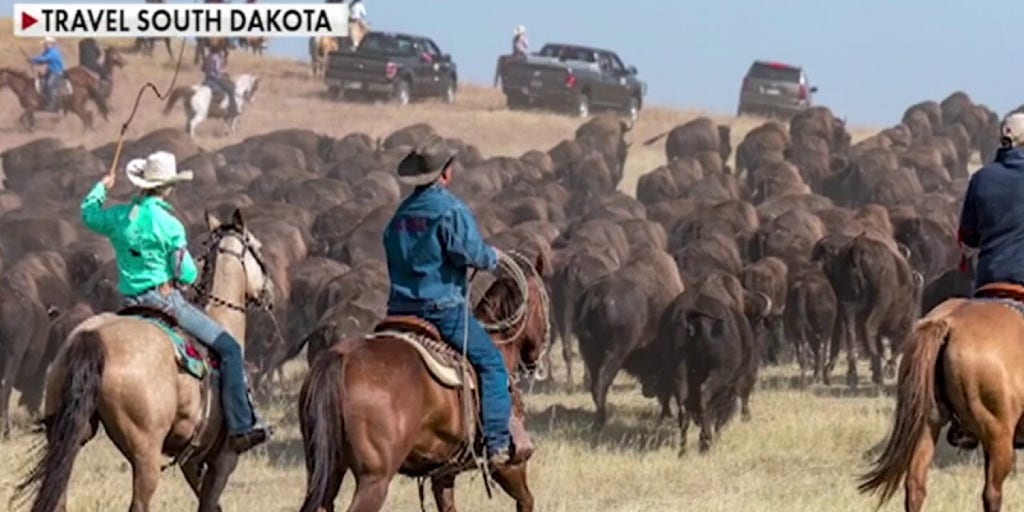 Joey Jones joins South Dakota Gov. Kristi Noem for a buffalo roundup