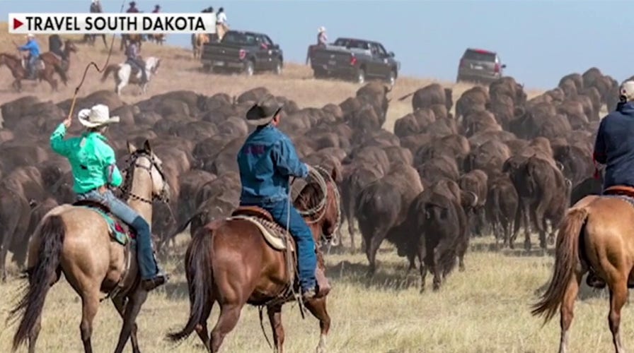 Joey Jones joins South Dakota Gov. Kristi Noem for a buffalo roundup