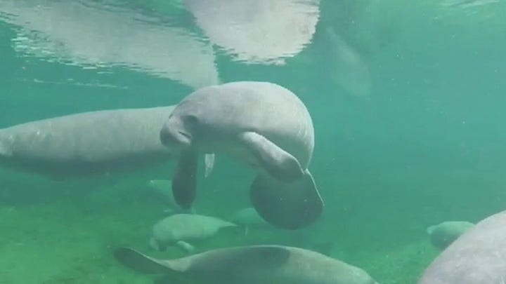 Florida manatee deaths on the rise
