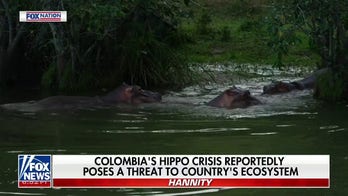 Colombia facing ‘hippo time bomb’ from Pablo Escobar’s cocaine hippos