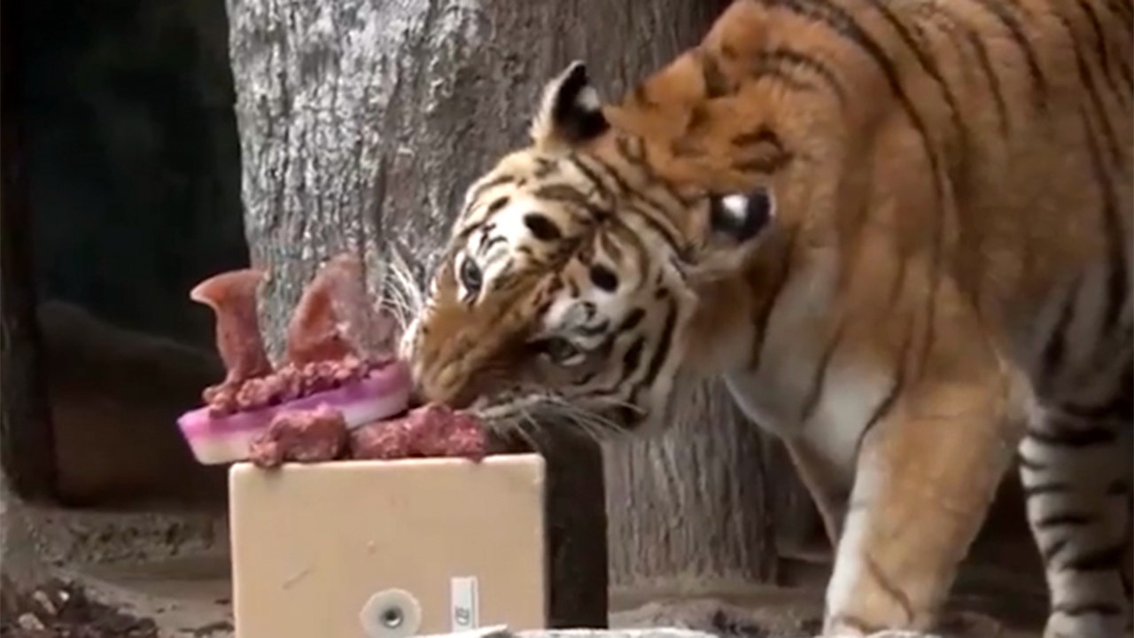 Amur tiger celebrates birthday with carnivore-friendly 'cake' in creative zoo feeding display