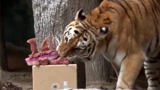 Amur tiger celebrates birthday with carnivore-friendly 'cake' in creative zoo feeding display