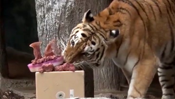 Amur tiger celebrates birthday with carnivore-friendly 'cake' in creative zoo feeding display
