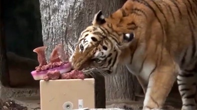 Amur tiger celebrates birthday with carnivore-friendly 'cake' in creative zoo feeding display