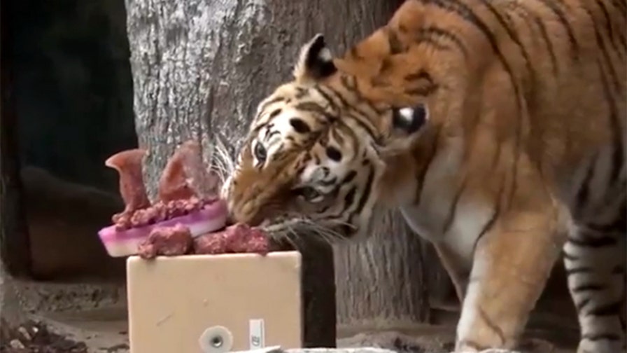 Amur tiger celebrates birthday with carnivore-friendly 'cake' in creative zoo feeding display