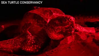 Female leatherback turtle travels 7,000 miles from Panama to North Atlantic and back to Florida