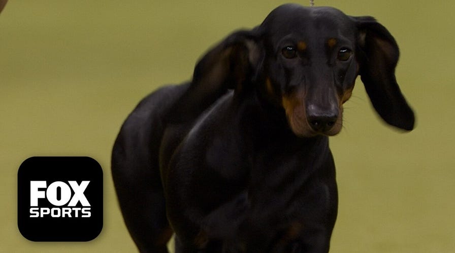 2026 hound group 🐕 Westminster Dog Show 