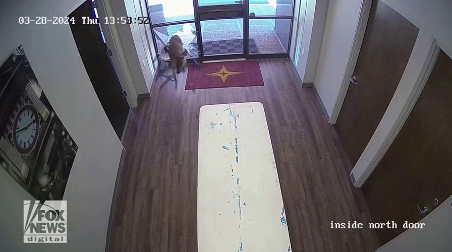 Deer crashes through bank window in Texas