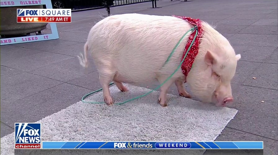 Gilbert the party pig brings smiles to FOX Square