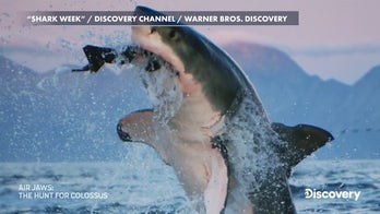 2025 Shark Week Preview